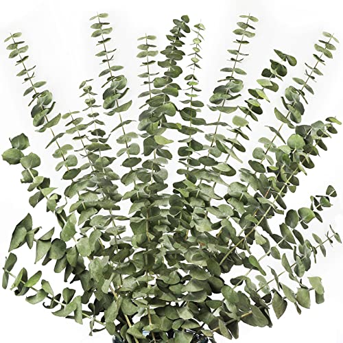 12 tallos ramas de eucalipto secas tallos verdes, 17 pulgadas 100% real natural hojas de eucalipto vivas plantas decoración verde para ducha aromaterapia arreglos florales boda hogar